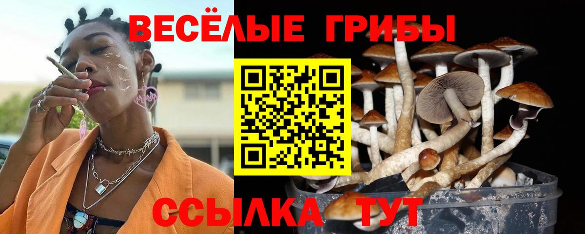 Королёв  магазин  наркотиков  Вход с VPN  Галлюциногенные грибы Cubensis 